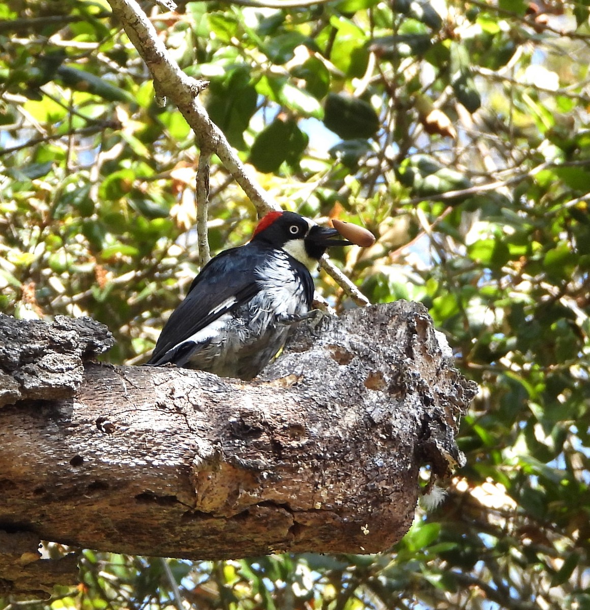 Acorn Woodpecker - ML619690123