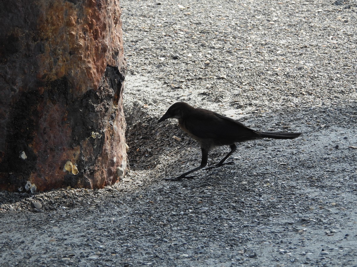 Boat-tailed Grackle - ML619690144