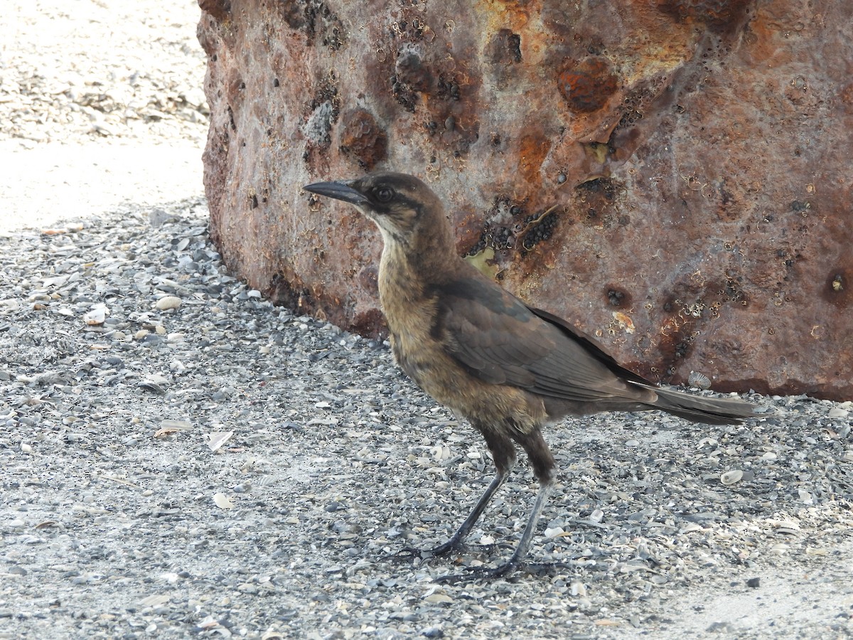 Boat-tailed Grackle - ML619690145