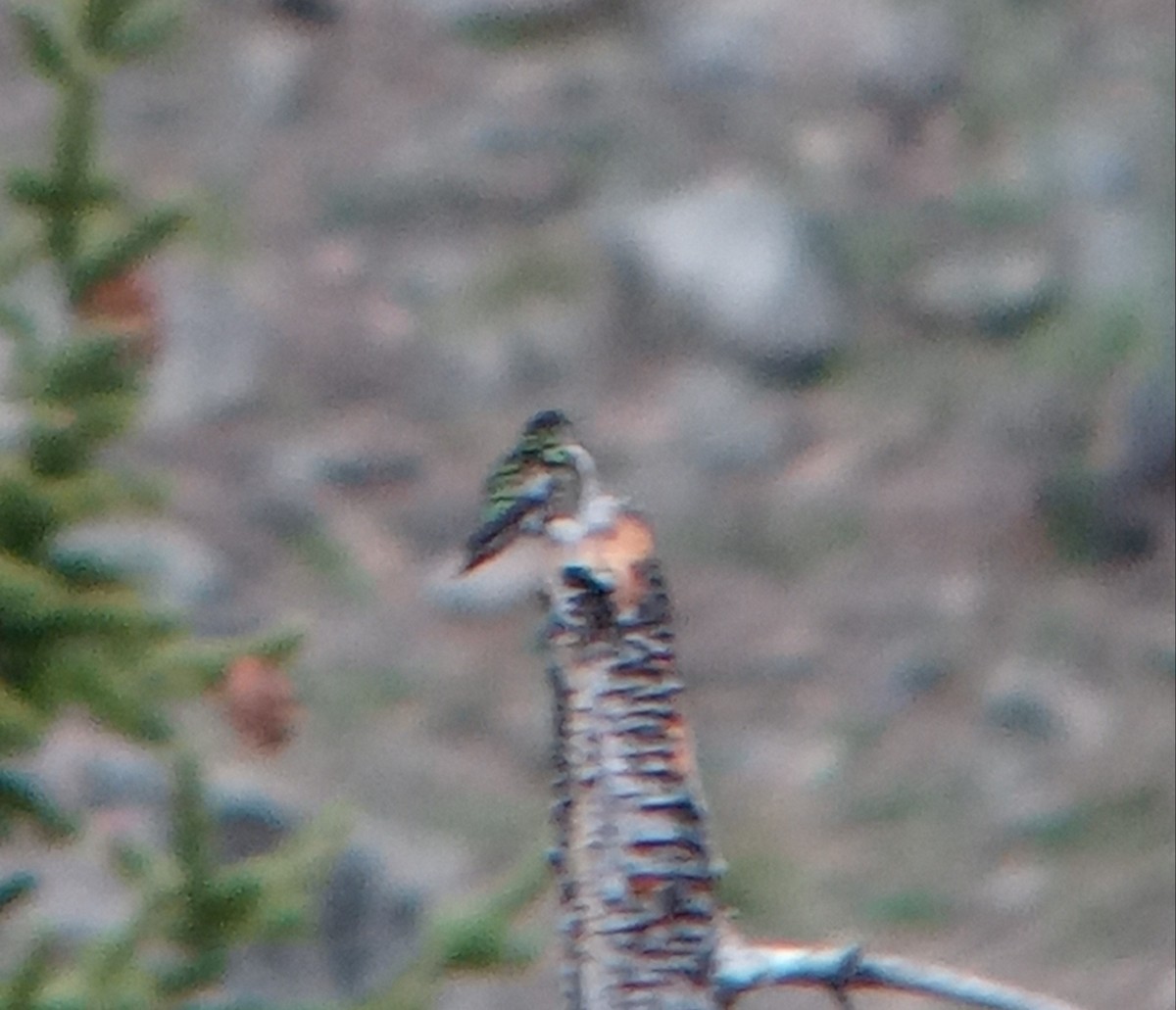 Broad-tailed Hummingbird - ML619690156
