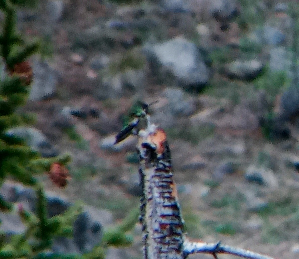 Broad-tailed Hummingbird - ML619690157