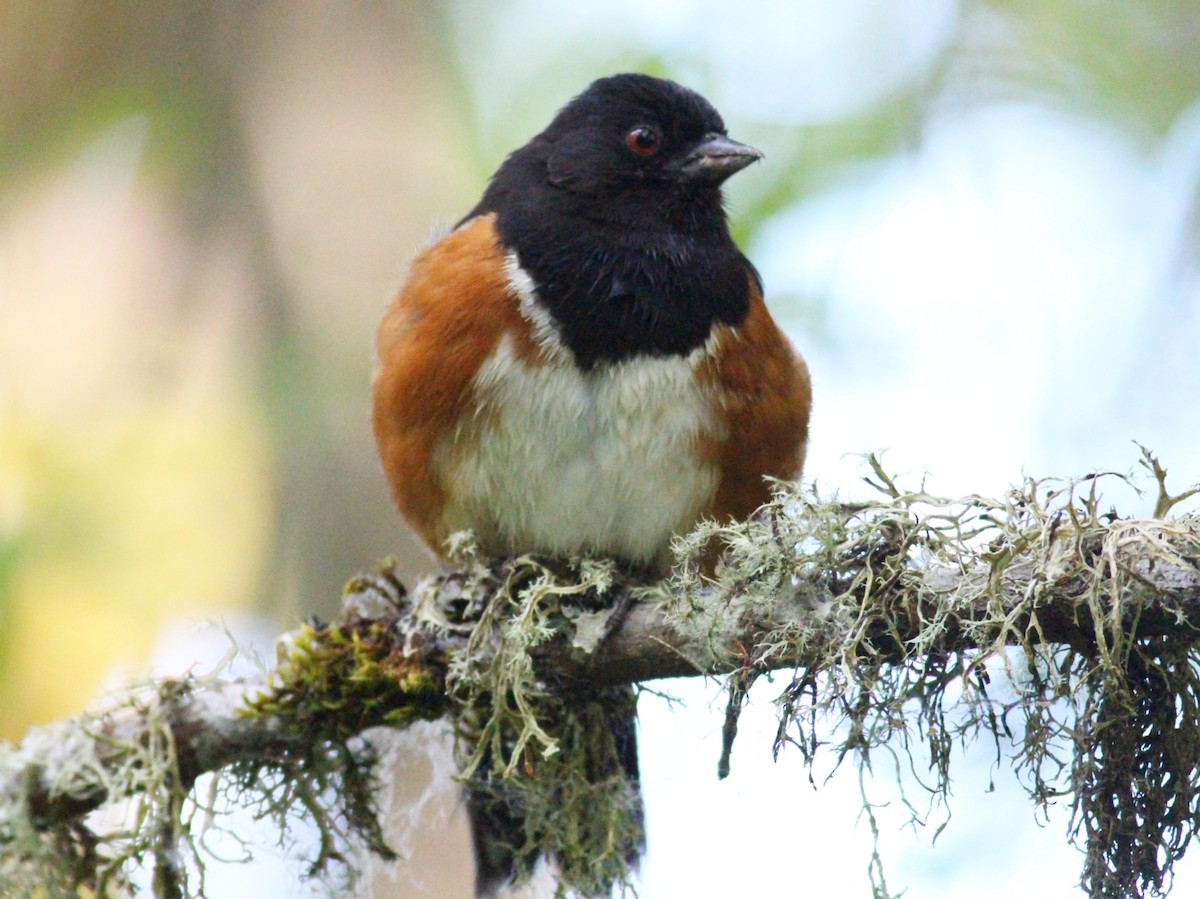 Spotted Towhee - ML619690168