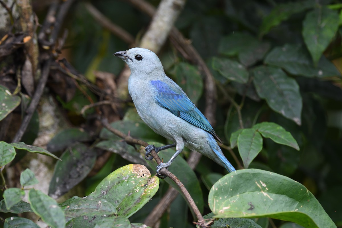 Blue-gray Tanager - ML619690170