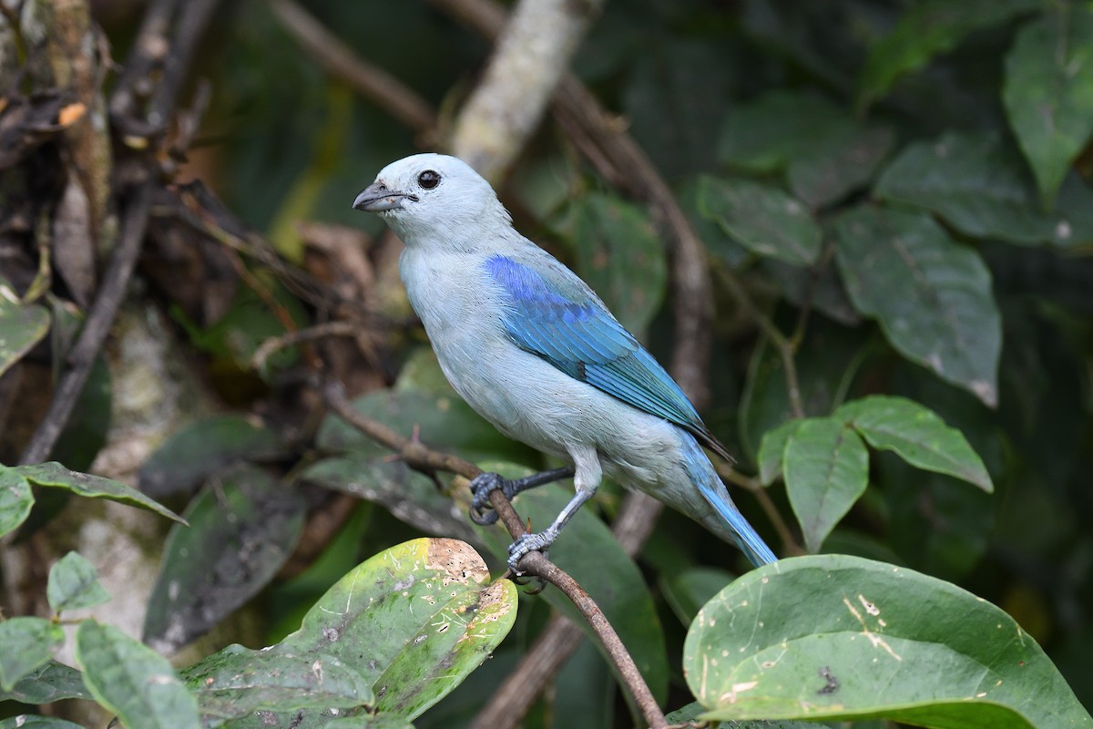 Blue-gray Tanager - ML619690171
