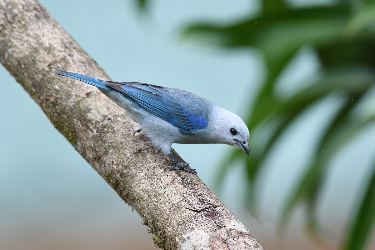 Blue-gray Tanager - ML619690172