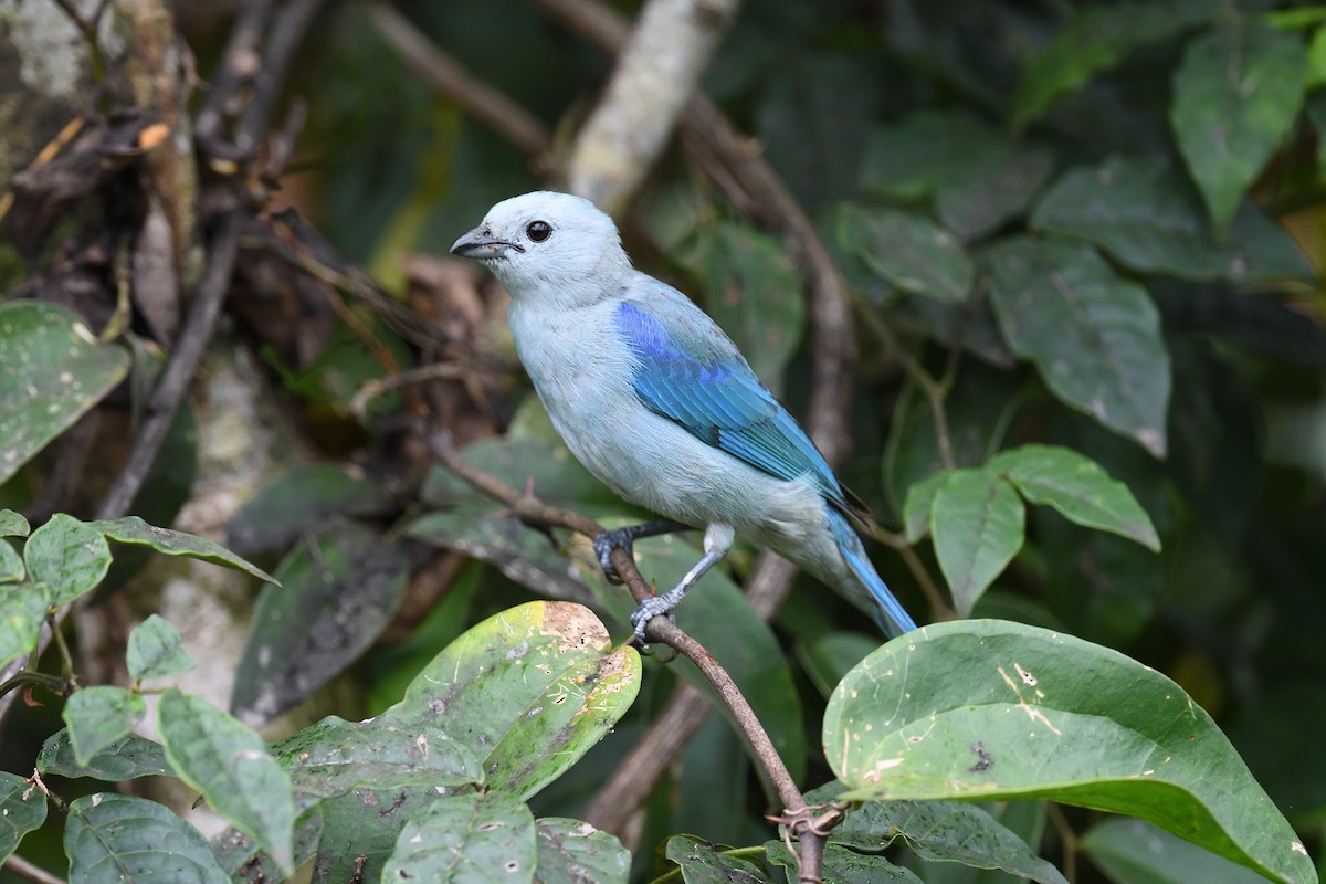 Blue-gray Tanager - ML619690173