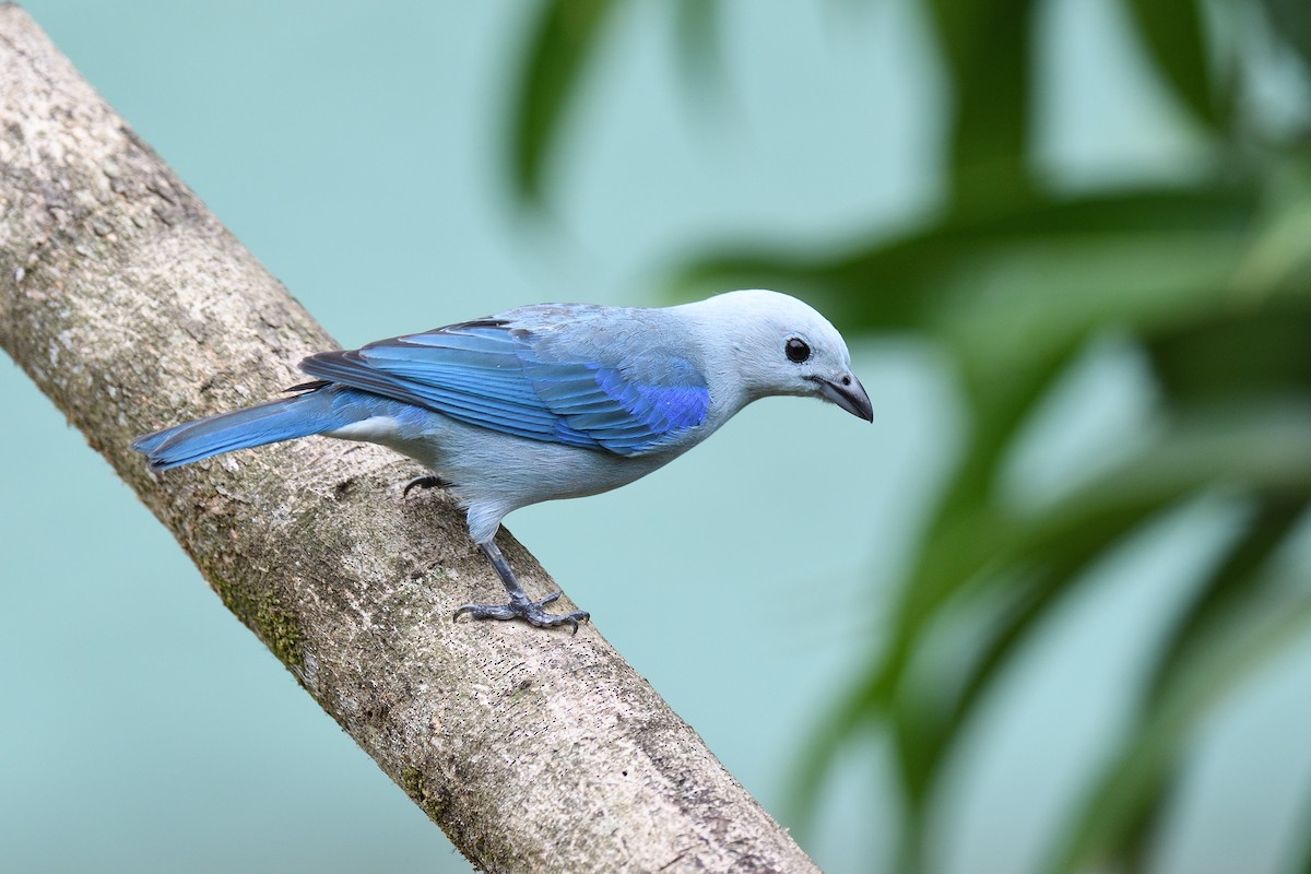 Blue-gray Tanager - ML619690175