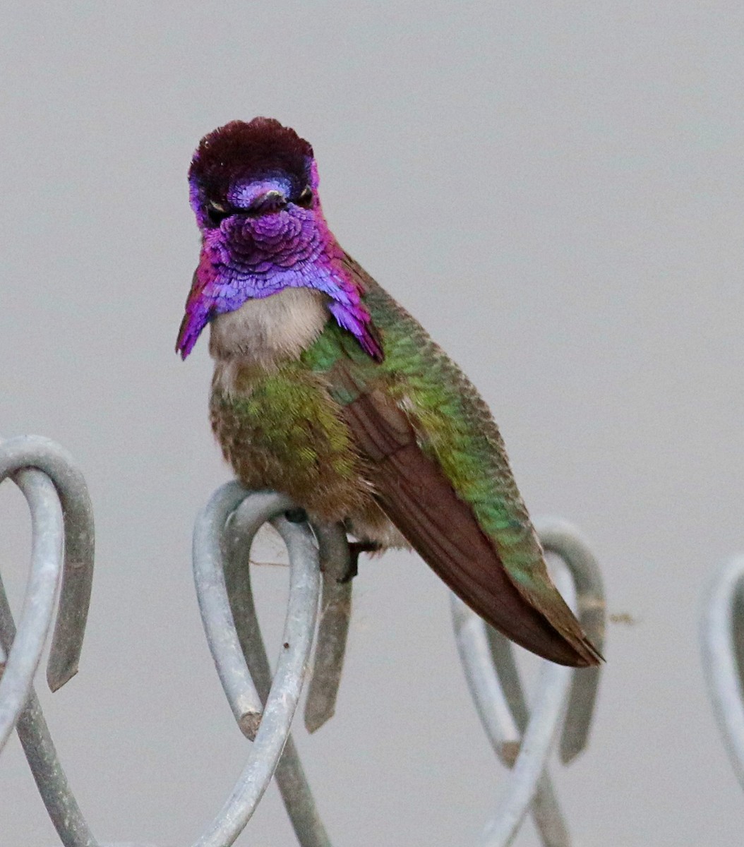 Costa's Hummingbird - ML619690180