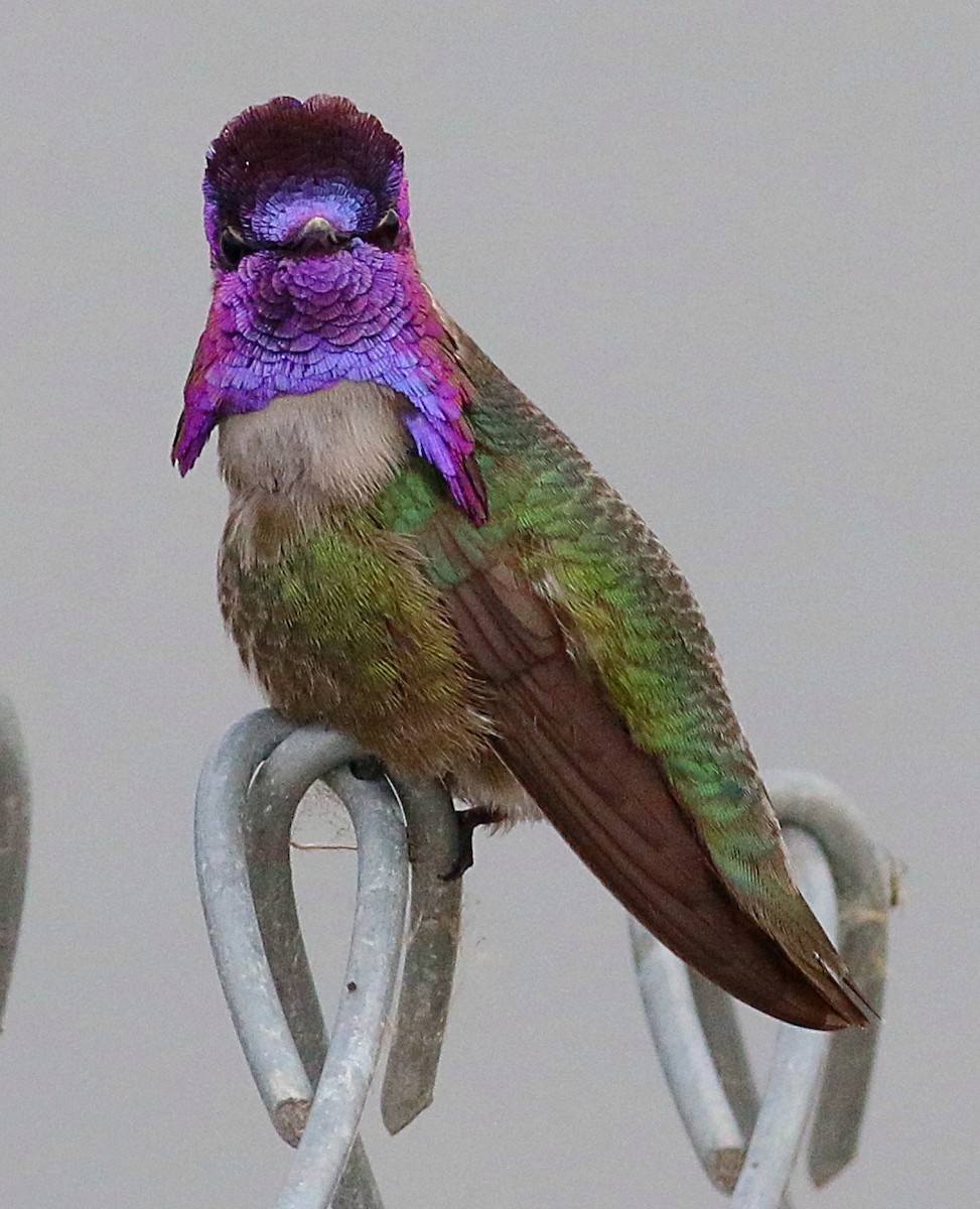 Costa's Hummingbird - ML619690190