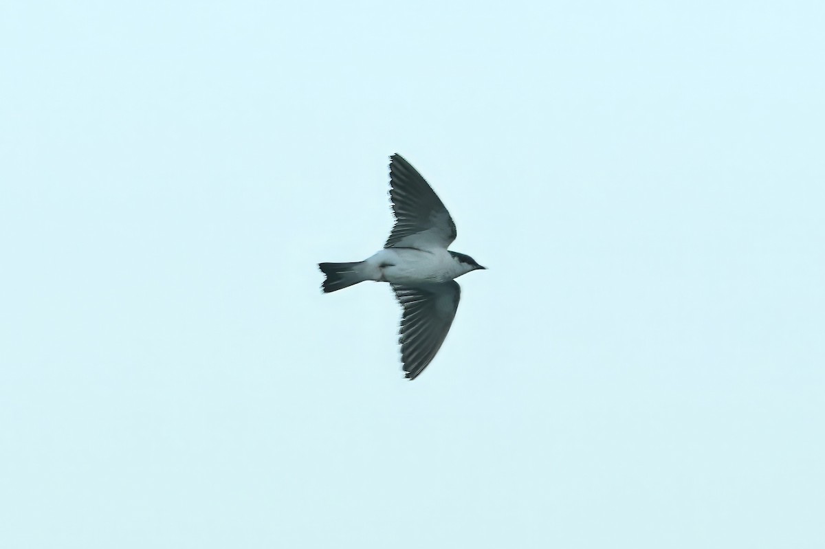 Hirondelle à ailes blanches - ML619690256