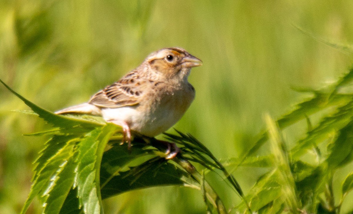 Grasshopper Sparrow - ML619690271