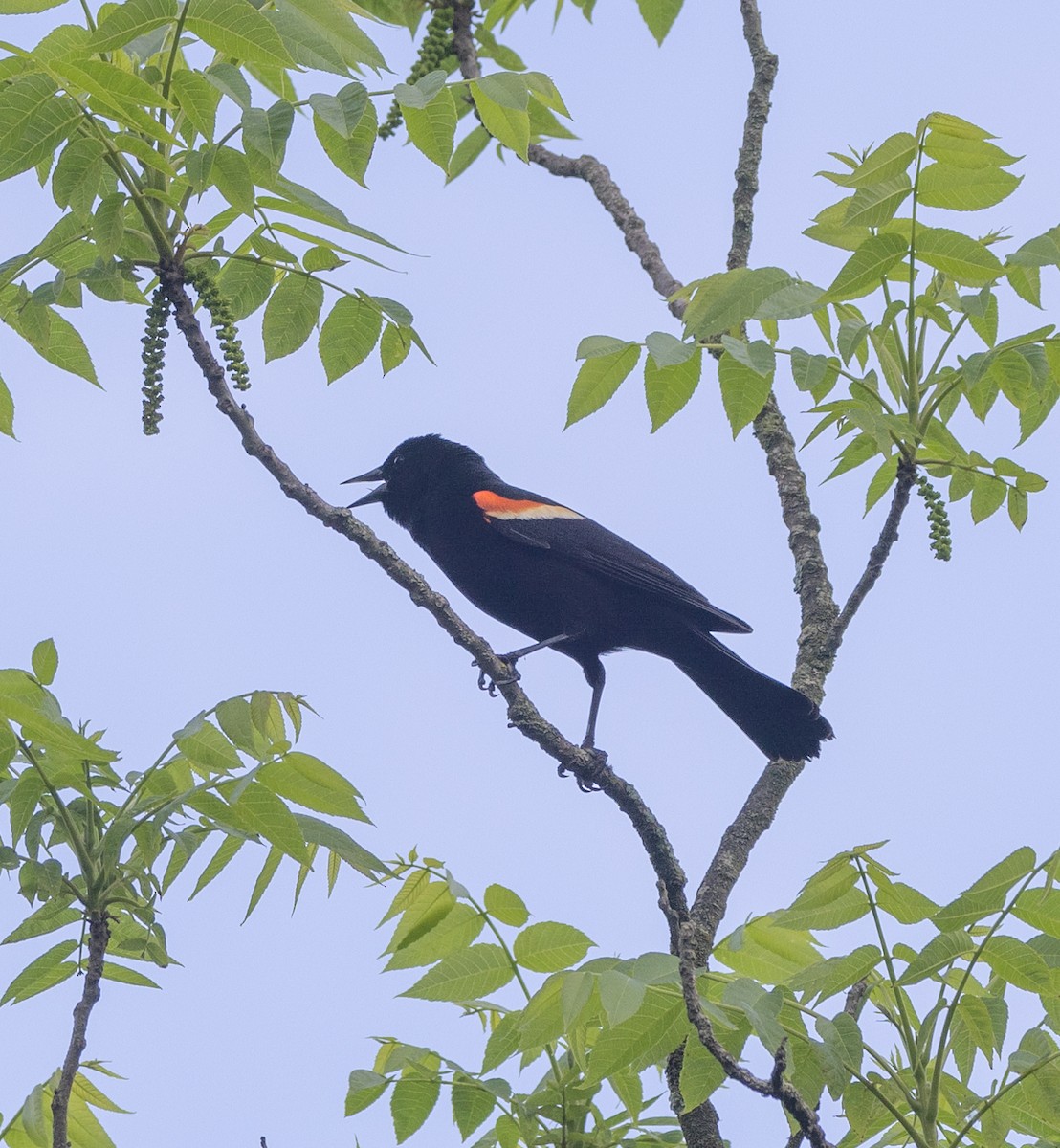 Red-winged Blackbird - ML619690274