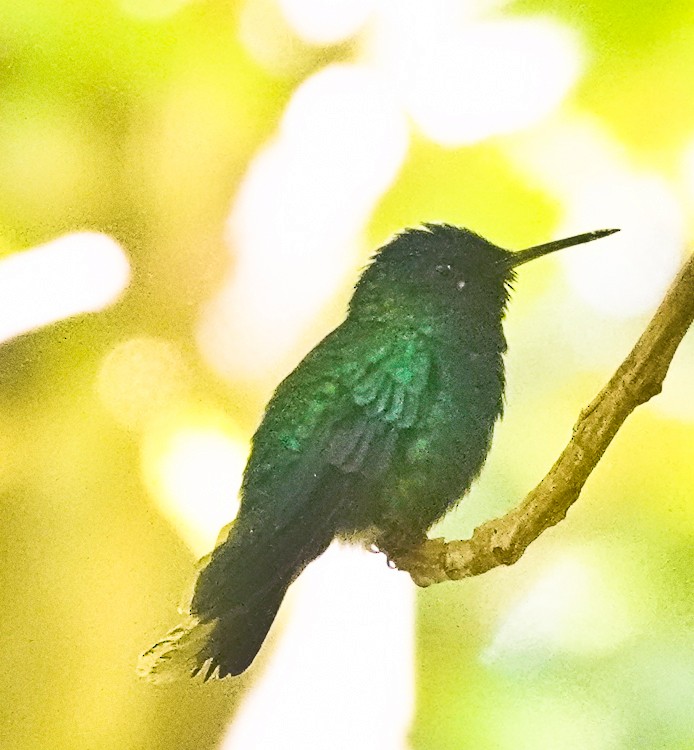 kolibřík dominický - ML619690339