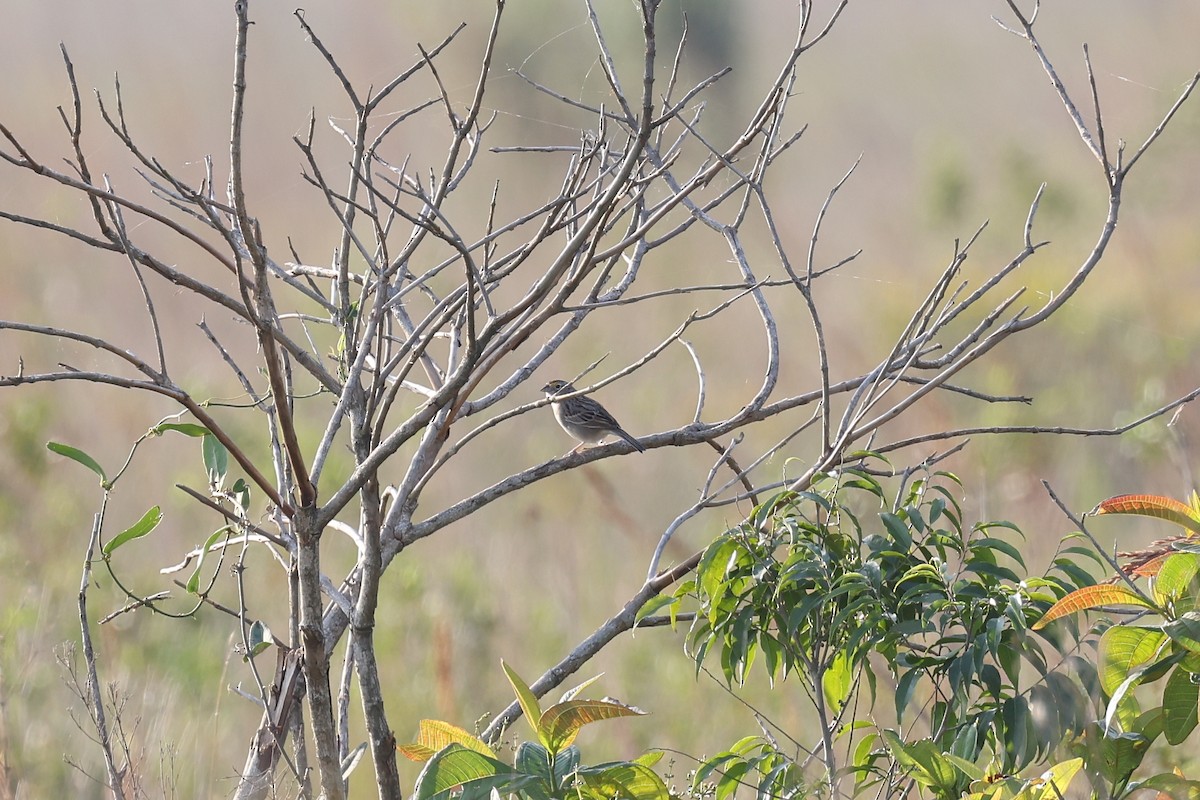 Grassland Sparrow - ML619690344