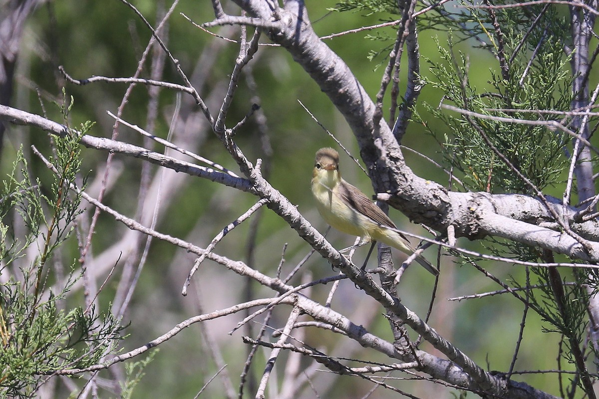 Melodious Warbler - ML619690354
