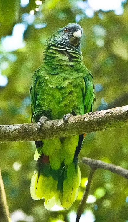 Red-necked Parrot - ML619690356
