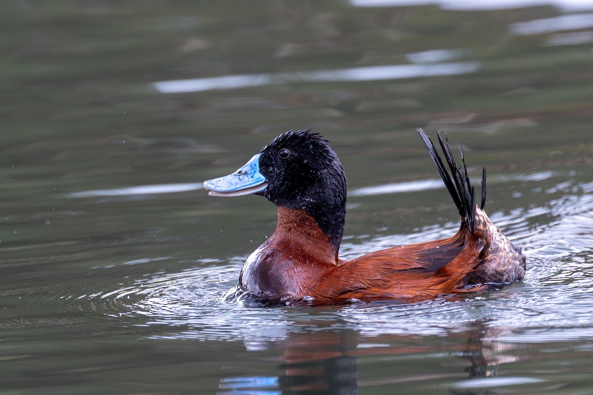 Andean Duck - ML619690374