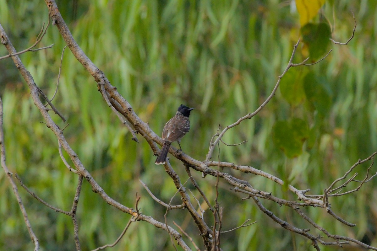 Red-vented Bulbul - ML619690383