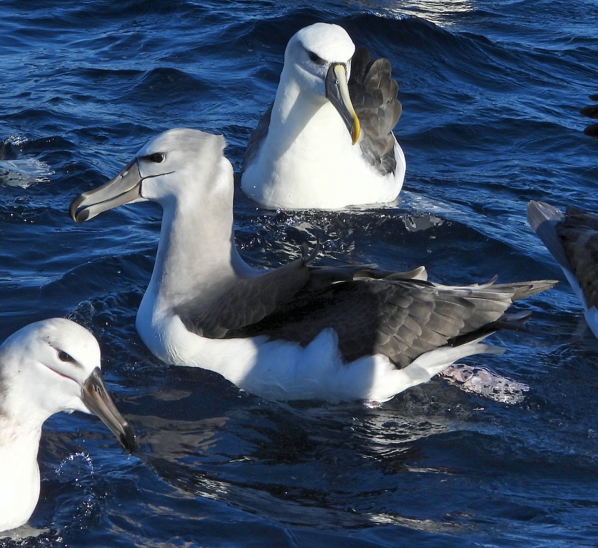 White-capped Albatross - ML619690389