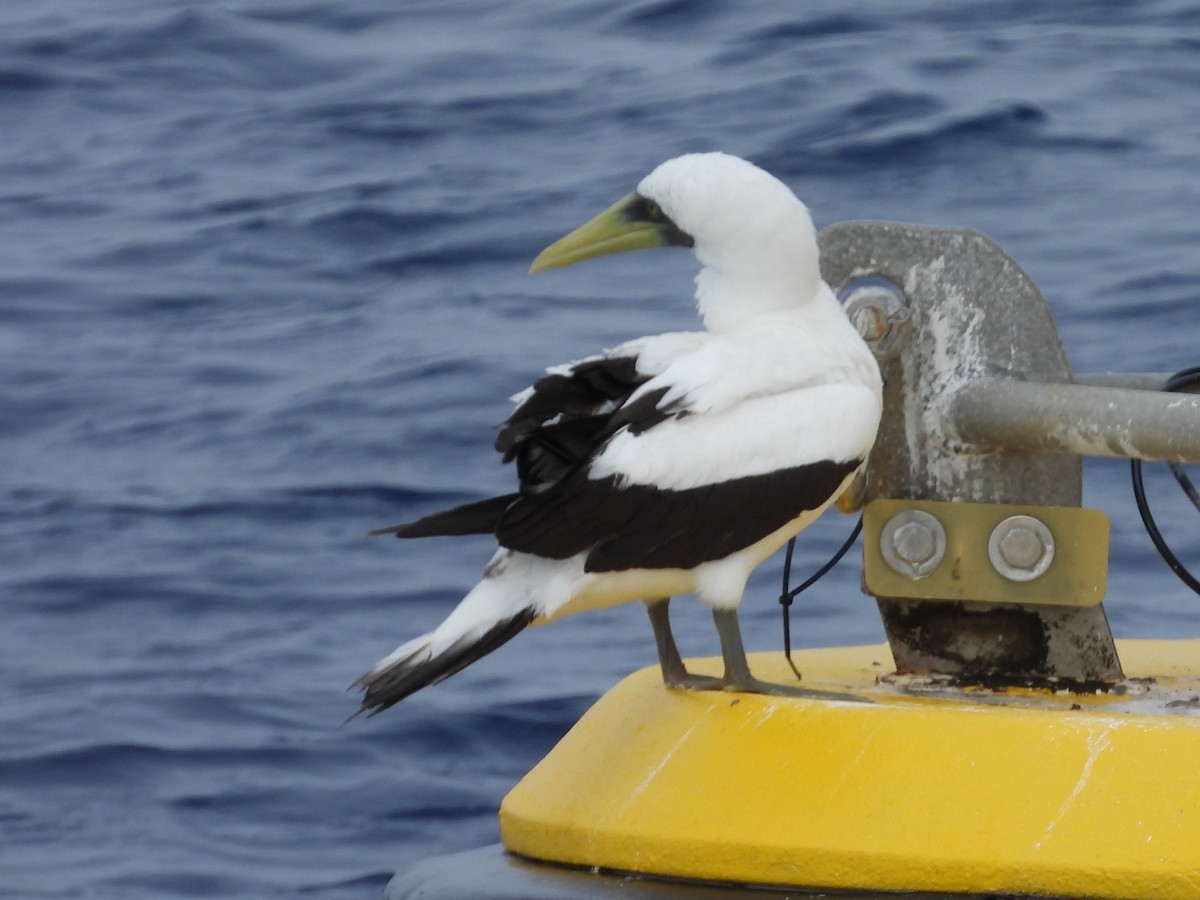 Masked Booby - ML619690451