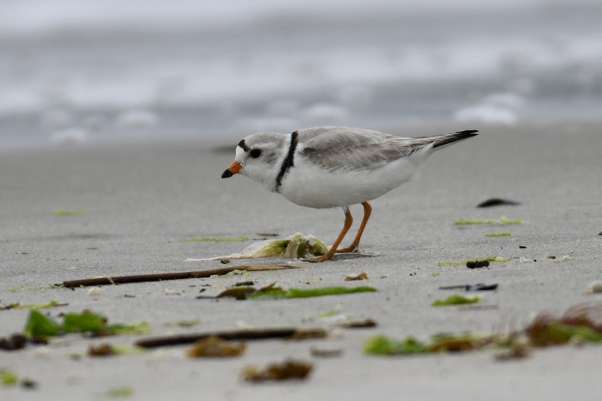 Piping Plover - ML619690500