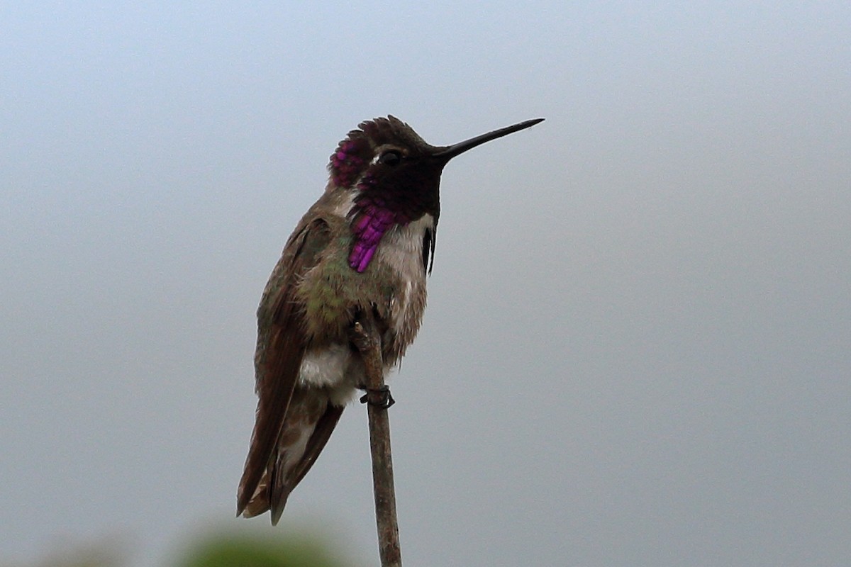Costa's Hummingbird - ML619690508