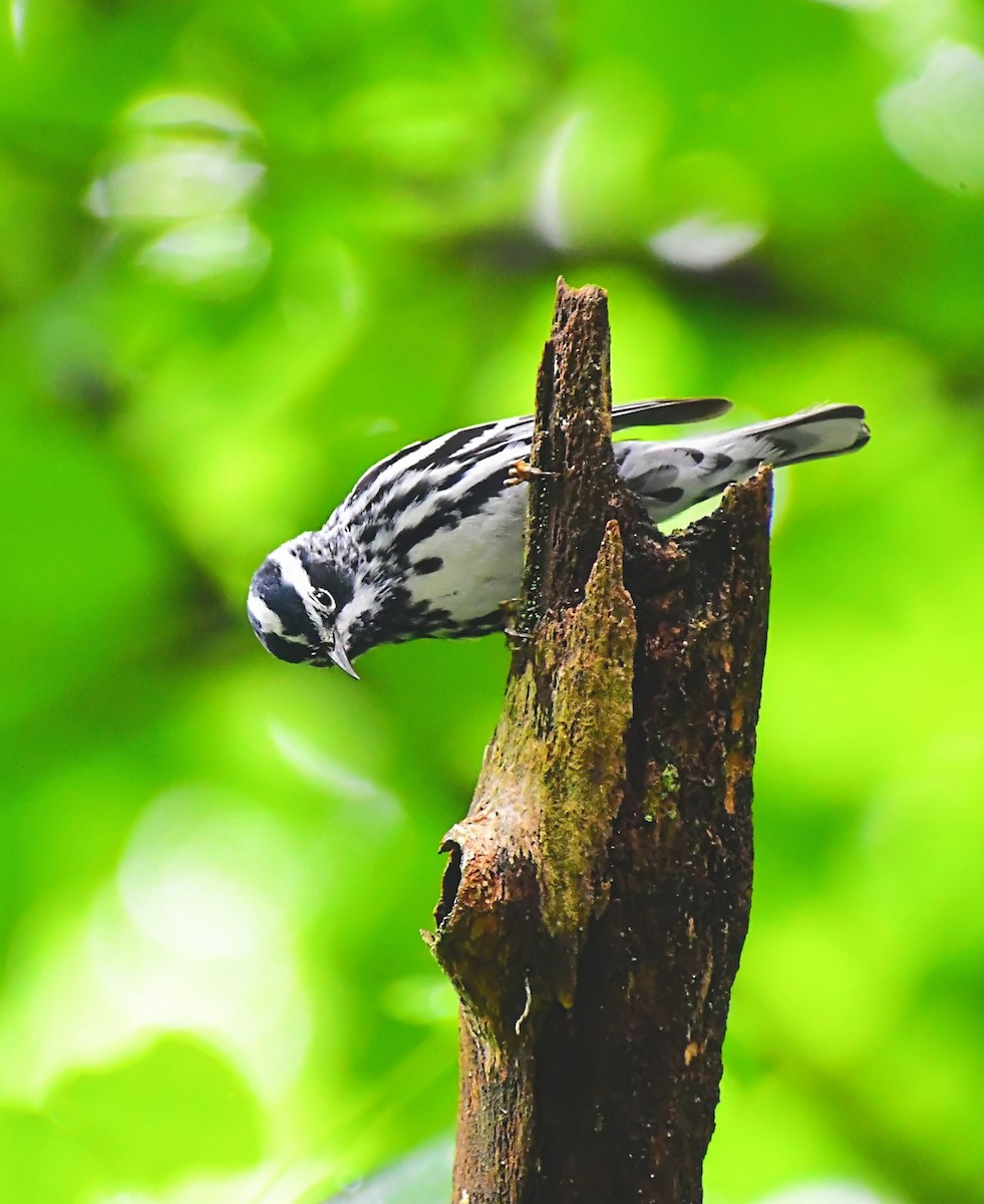 Black-and-white Warbler - ML619690517