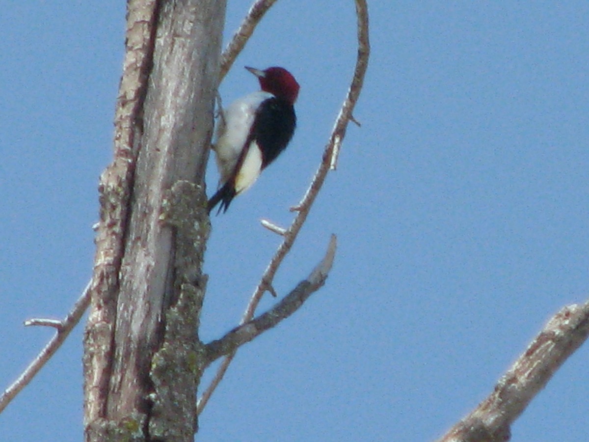 Red-headed Woodpecker - ML619690558