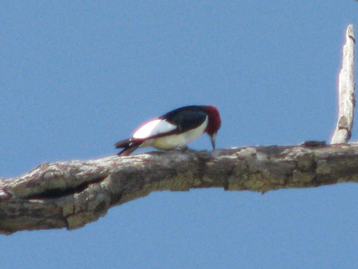 Red-headed Woodpecker - ML619690559