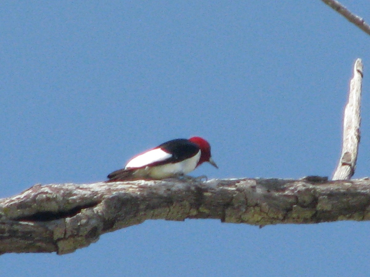 Red-headed Woodpecker - ML619690560