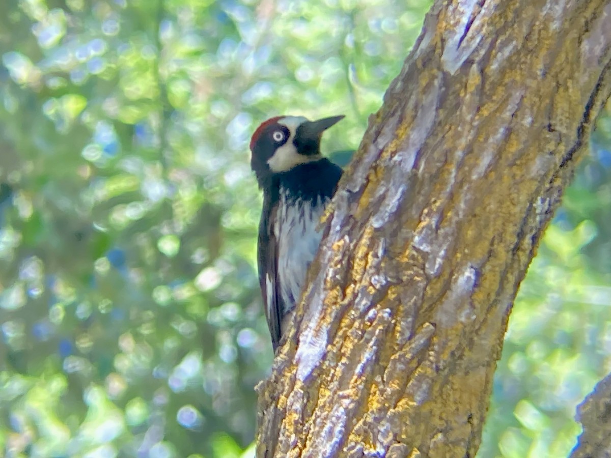 Acorn Woodpecker - ML619690579