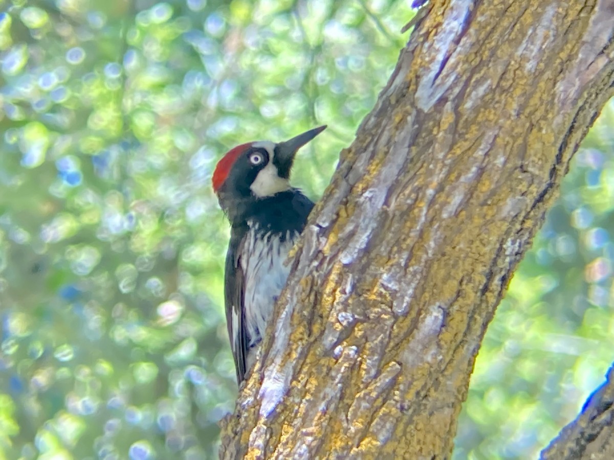 Acorn Woodpecker - ML619690580