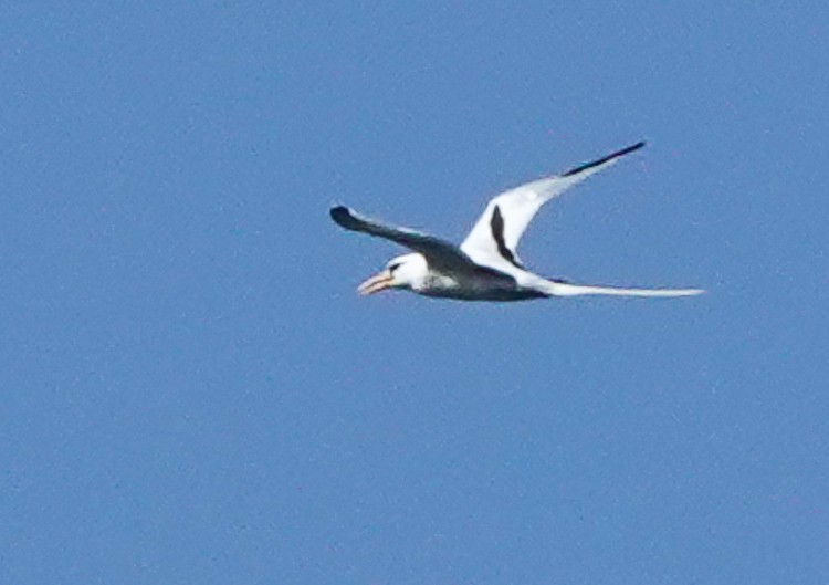 Weißschwanz-Tropikvogel - ML619690639