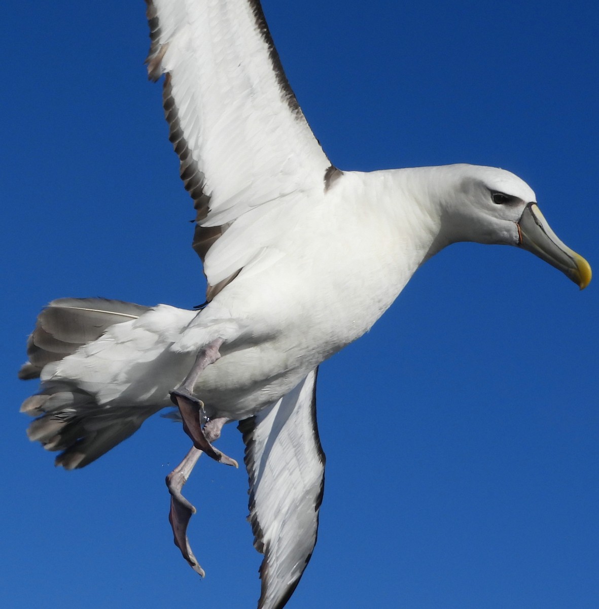 White-capped Albatross - ML619690683