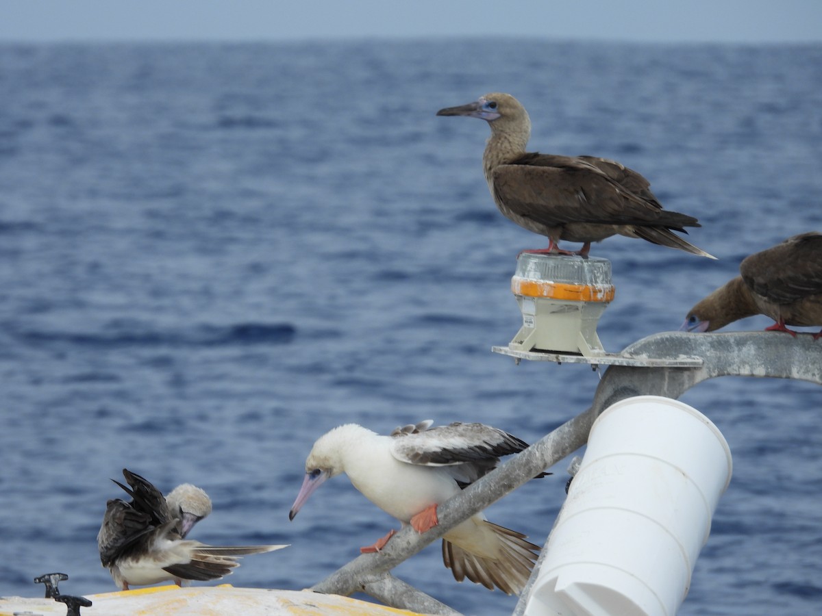Red-footed Booby - ML619690694