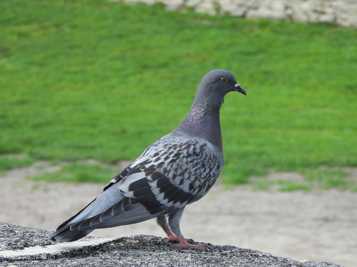 Pigeon biset (forme domestique) - ML619690722