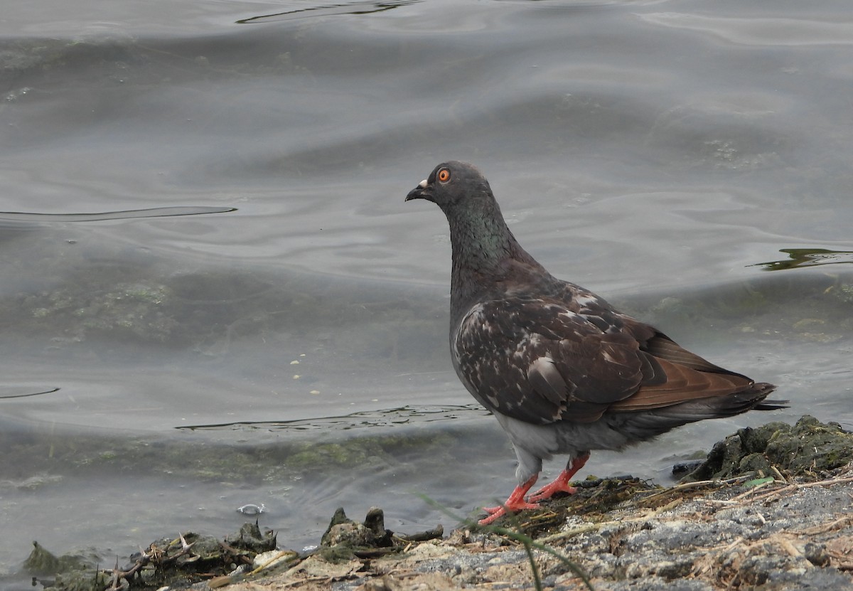 Rock Pigeon (Feral Pigeon) - ML619690746