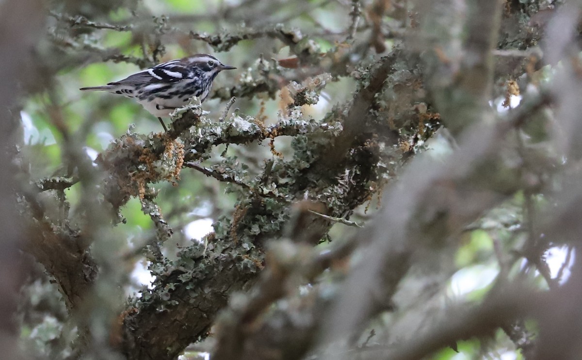 Black-and-white Warbler - ML619690747