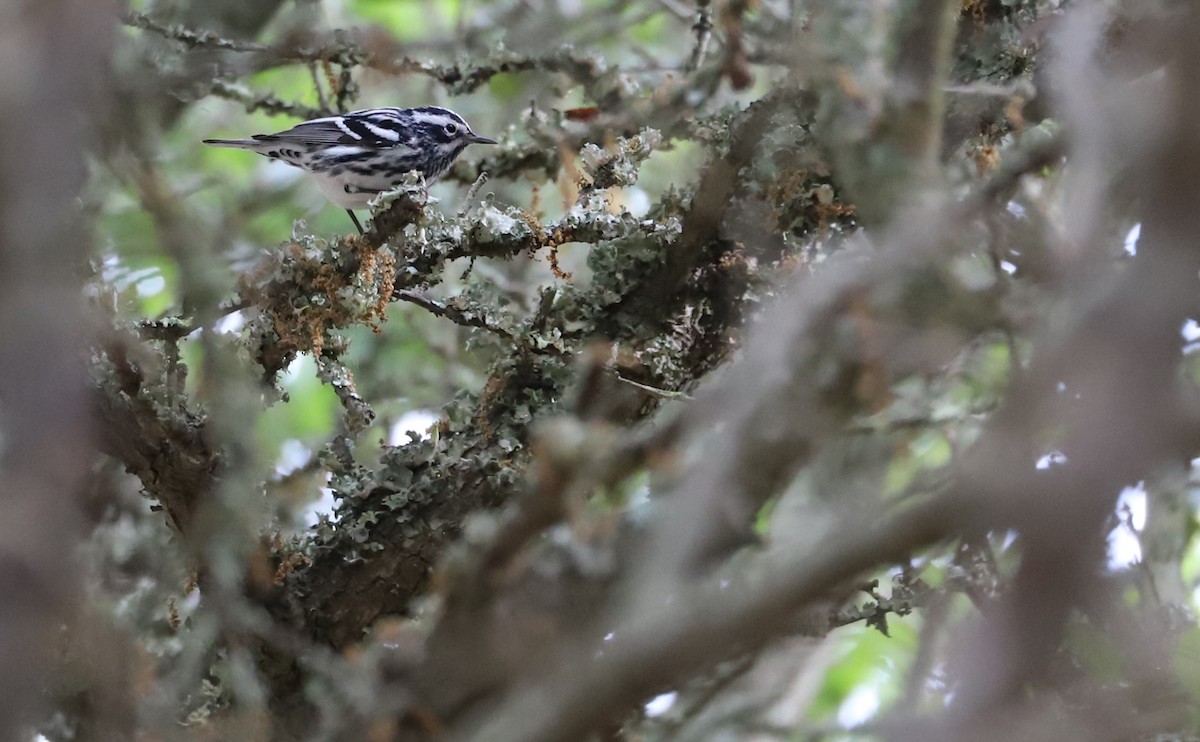 Black-and-white Warbler - ML619690752
