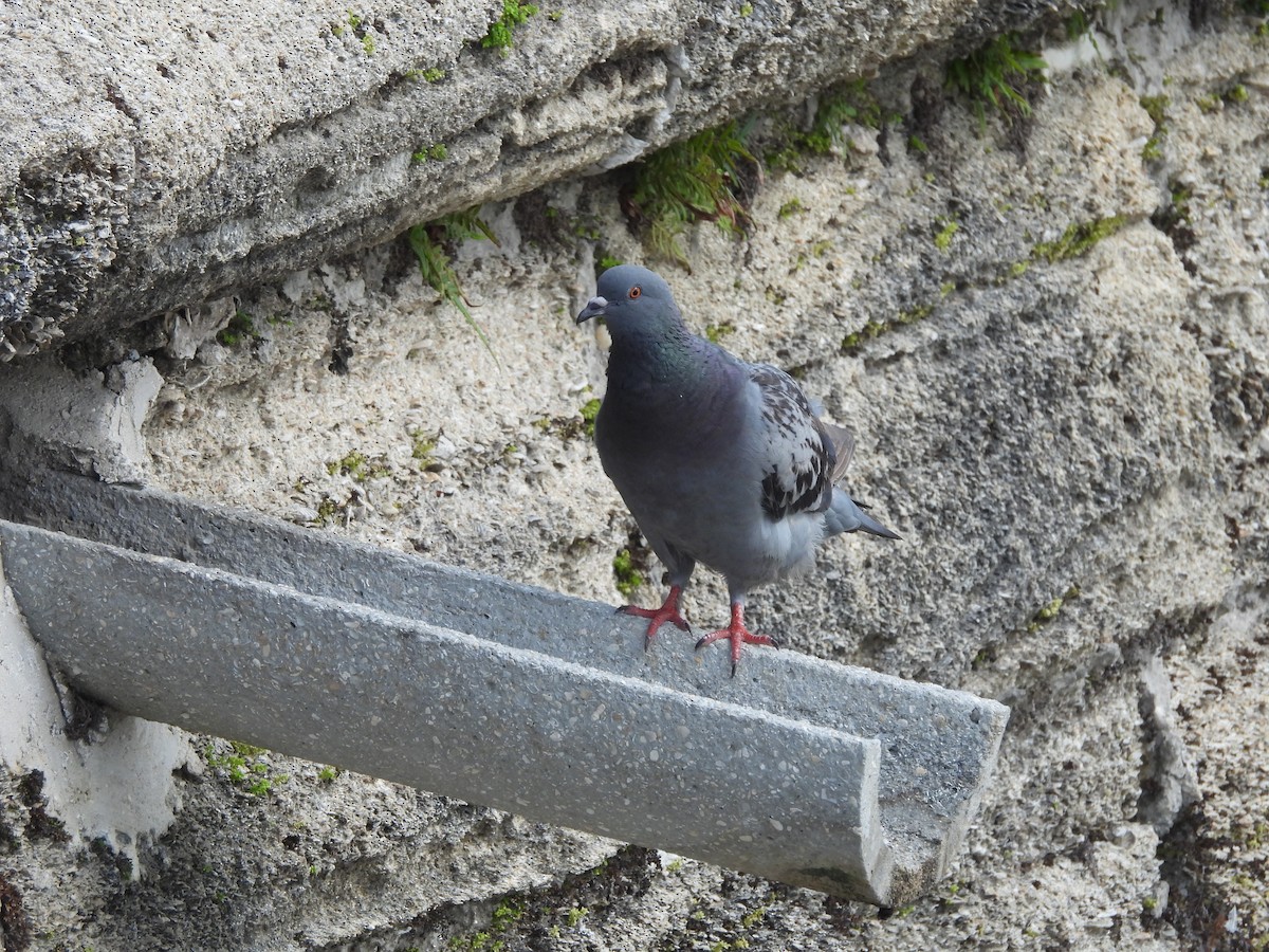 Rock Pigeon (Feral Pigeon) - ML619690763