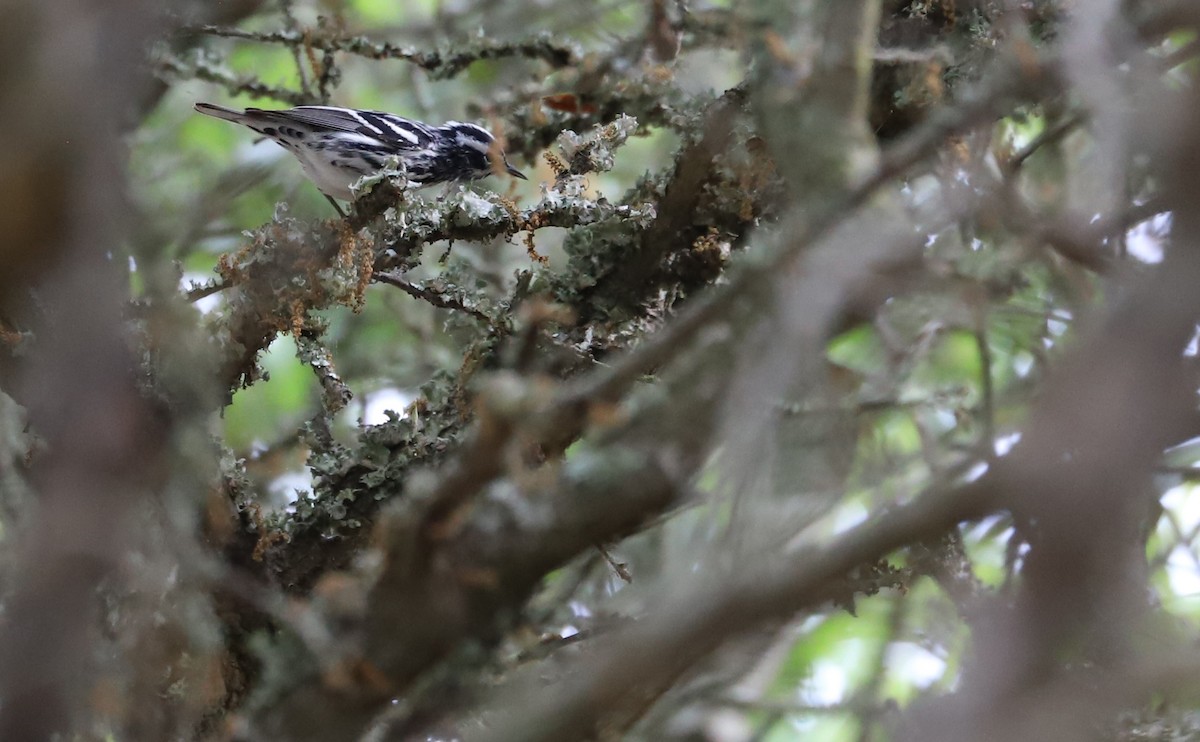Black-and-white Warbler - ML619690764