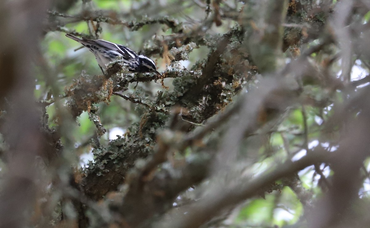 Black-and-white Warbler - ML619690766