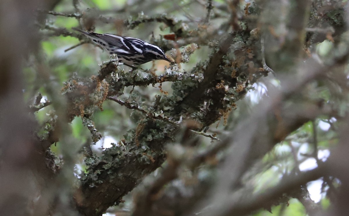 Black-and-white Warbler - ML619690768
