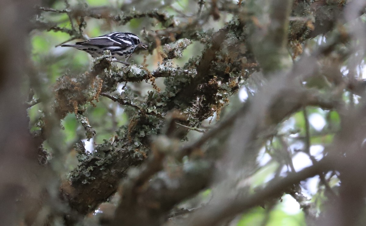 Black-and-white Warbler - ML619690771