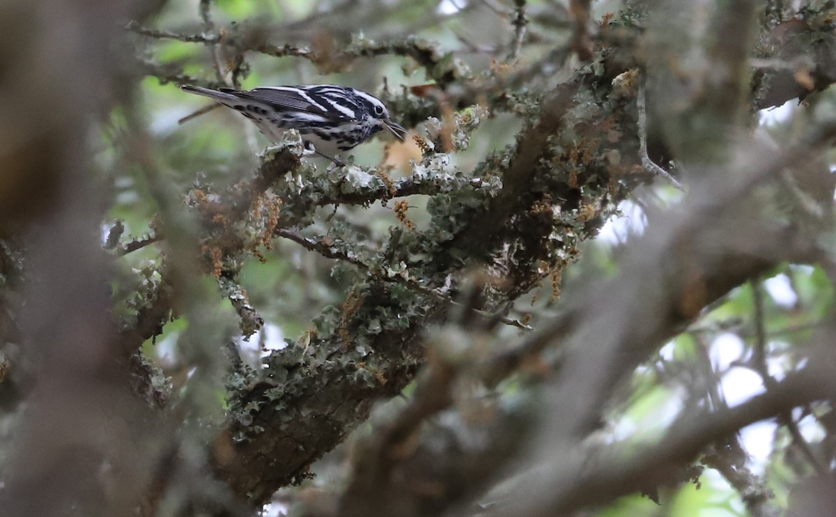 Black-and-white Warbler - ML619690778