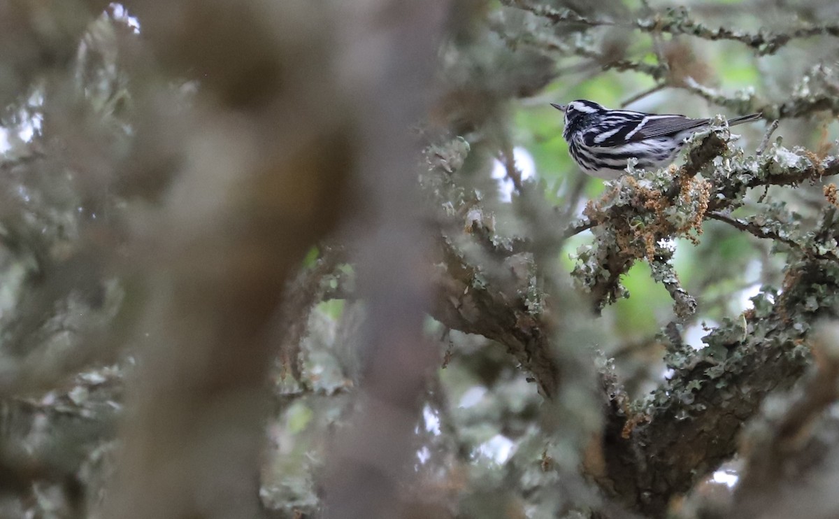 Black-and-white Warbler - ML619690781