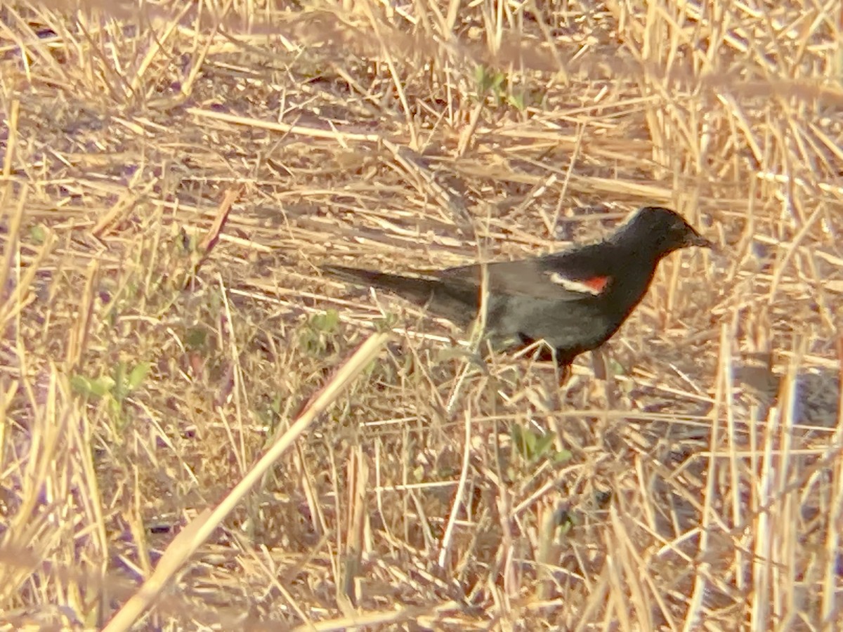 Tricolored Blackbird - ML619690787