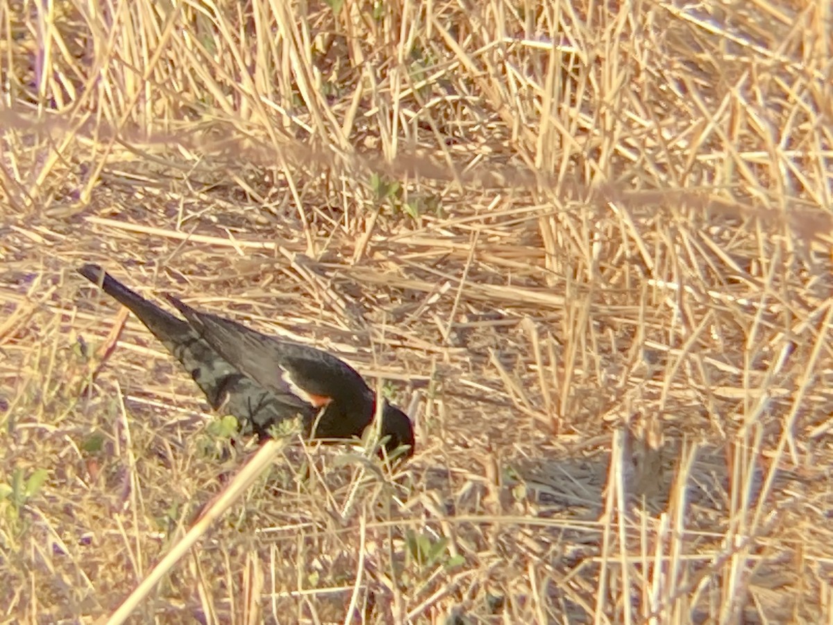 Tricolored Blackbird - ML619690788