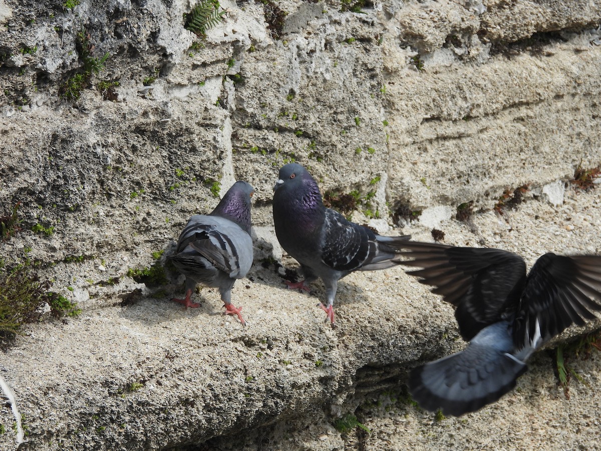 Rock Pigeon (Feral Pigeon) - ML619690802