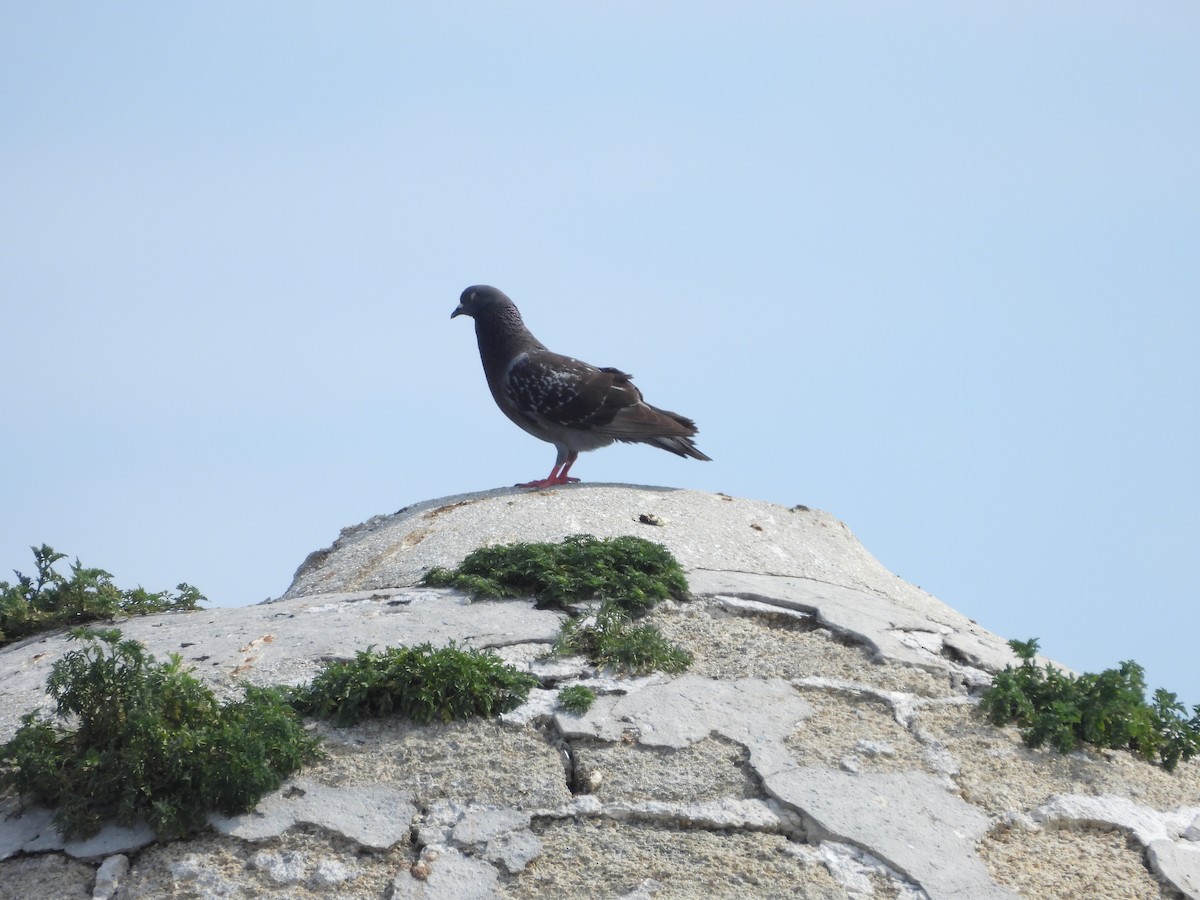 Rock Pigeon (Feral Pigeon) - ML619690816